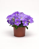 Petunia - E3 Easy Wave Sky Blue