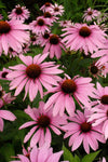 Echinacea - Purpurea Magnus Coneflower