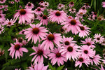 Echinacea - Purpurea Magnus Coneflower