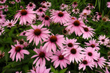 Echinacea - Purpurea Magnus Coneflower