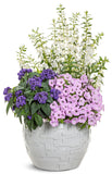 Heliotropium - Aromagica Purple