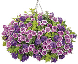 Petunia - Supertunia Hoopla Vivid Orchid