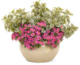 Hypoestes - Hippo White