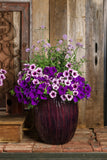 Petunia - Supertunia Royal Velvet
