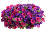 Petunia - Supertunia Royal Velvet