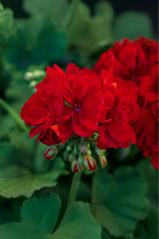 Geranium - Rocky Mountain Dark Red