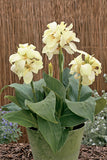 Canna - South Pacific White