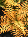 Fern - Dryopteris Jurassic Gold