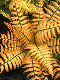 Fern - Dryopteris Jurassic Gold