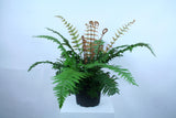 Fern - Dryopteris Jurassic Gold