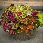 Coleus - Fairway Mix