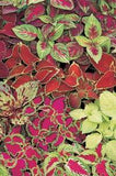 Coleus - Fairway Mix