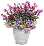 Salvia - Unplugged Pink