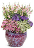 Heliotropium - Aromagica Purple
