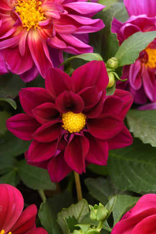 Dahlia - Figaro Violet Shades