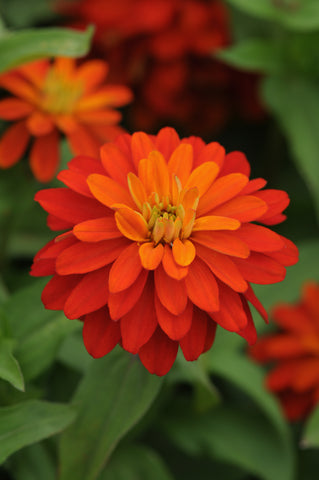 Zinnia - Zahara Double Fire