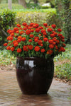 Zinnia - Zahara Double Fire