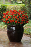 Zinnia - Zahara Double Fire