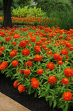 Zinnia - Zahara Double Fire