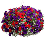 Petunia - Supertunia Royal Velvet