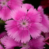 Dianthus - Floral Lace Lilac