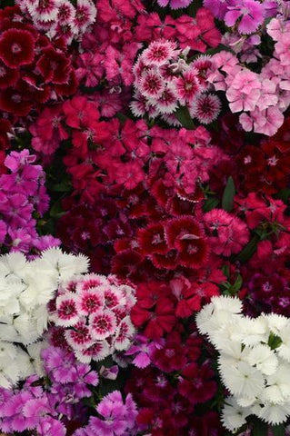 Dianthus - Floral Lace Mix