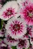 Dianthus - Floral Lace Picotee
