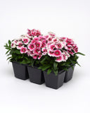 Dianthus - Floral Lace Picotee