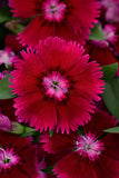 Dianthus - Floral Lace Purple