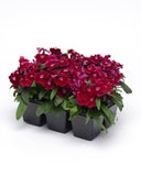 Dianthus - Floral Lace Purple