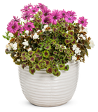 Osteospermum - Bright Lights Purple