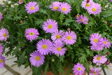 Brachycome - Fresco Purple