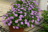 Brachycome - Fresco Purple