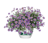 Brachycome - Fresco Purple