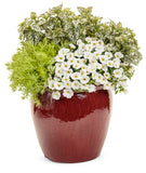 Hypoestes - Hippo White