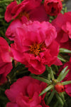 Portulaca - Happy Hour Fuchsia