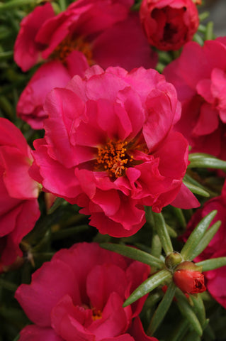 Portulaca - Happy Hour Fuchsia