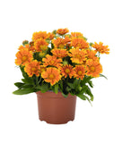 Gaillardia - SpinTop Mango