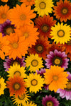 Gazania - New Day Bright Mix