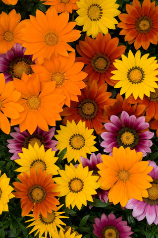 Gazania - New Day Bright Mix