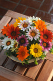 Gazania - New Day Bright Mix