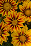 Gazania - New Day Red Stripe