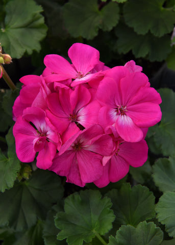 Geranium - Rocky Mountain Deep Rose