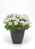 Geranium - Galaxy White