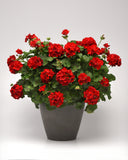 Geranium - Galaxy Red