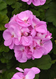 Geranium - Rocky Mountain Lavender