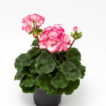 Geranium - Tango Strawberry Ice