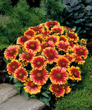 Gaillardia - Arizona Sun