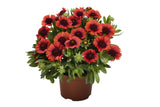 Gaillardia - SpinTop Red