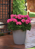 Geranium - Galaxy Pink